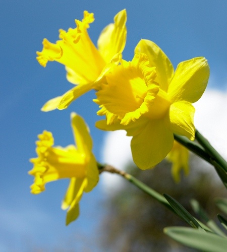 Daffodils for Wedding