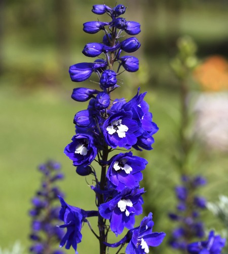 Delphinium Flowers