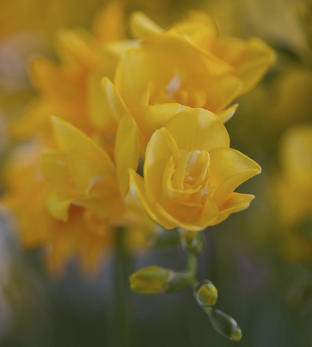 Yellow Freesia Flowers