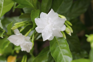 Gardenia