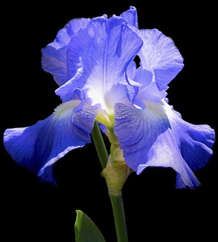 Iris Flower for Wedding