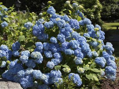 Blue Hydrangea Flowers for Wedding