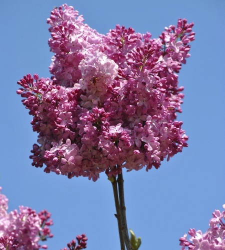 Beautiful Lilac Flowers