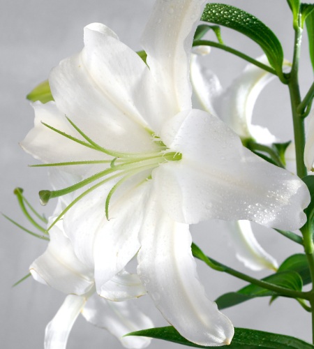White Lily for Floral Arrangements
