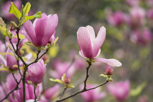 Magnolia