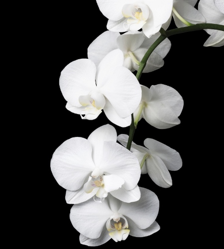 White Orchid for Floral Arrangements