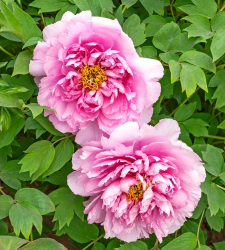 Pink Peony Flowers