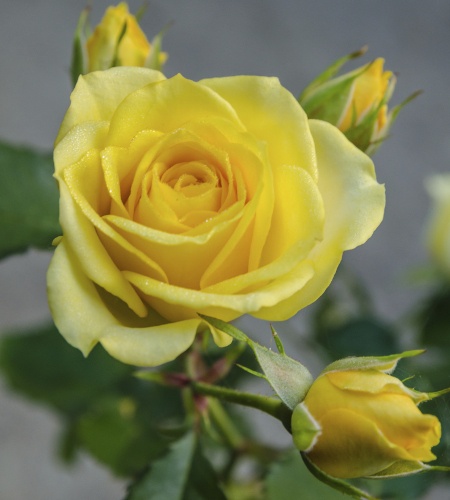 Yellow Roses for Wedding