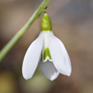 Snowdrop