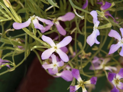 Fragrant Flowers of Night