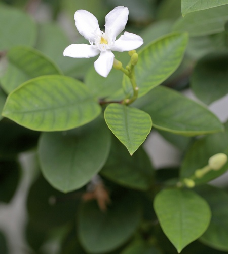 Stephanotis Flower