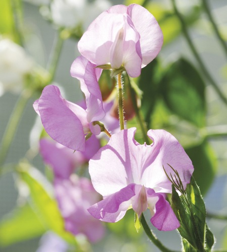 Sweet Pea Flowers