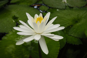 Water Lily