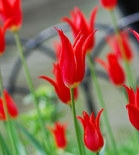 Red Tulips for Floral Arrangements