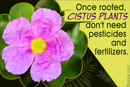 Fact about rock rose (Cistus)