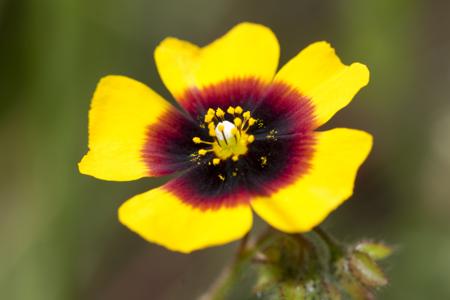 Yellow Rock Rose