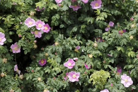 Pink Rock Roses