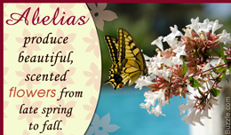 Fact about Abelia plants