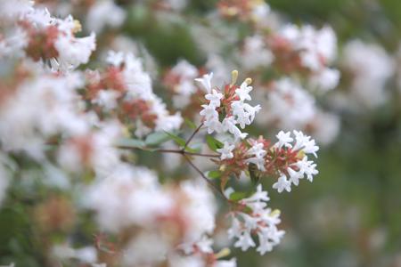 Abelia Flowers