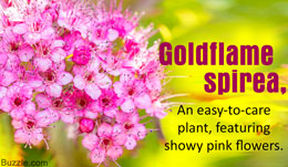 Goldflame spirea plant profile
