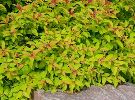 spirea landscaping shrub