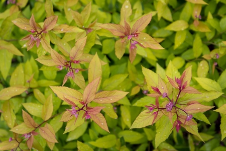 goldflame spirea