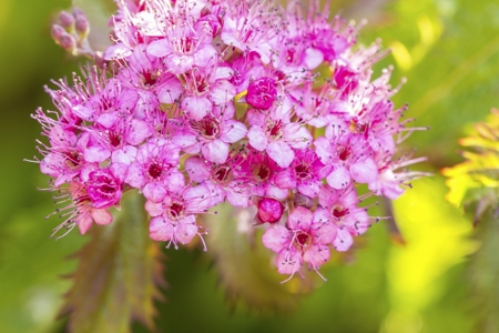 spirea in bloom