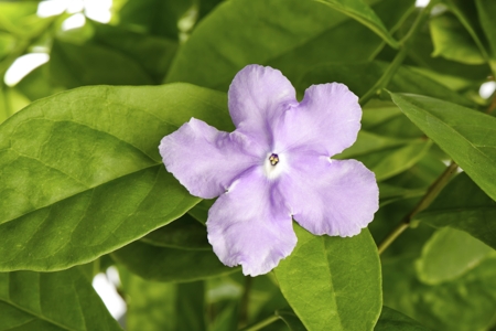 Jasmine Flower