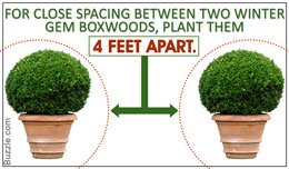 Tip for planting winter gem boxwoods