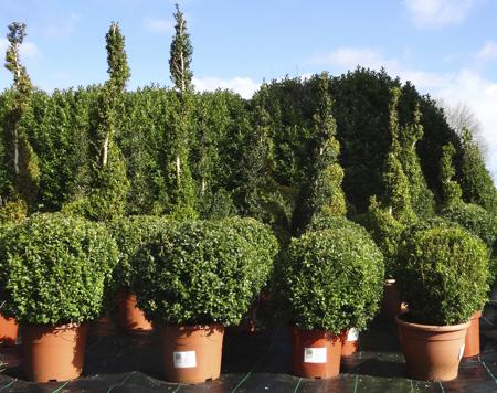 Box balls buxus plants