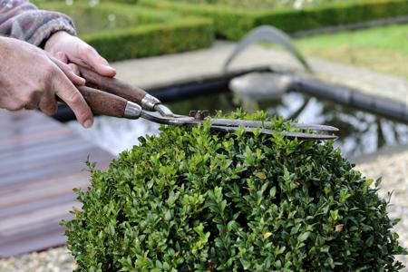 Manually trimming boxwood plant