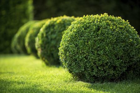 Japanese boxwood