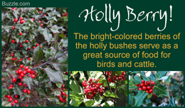 Holly bushes