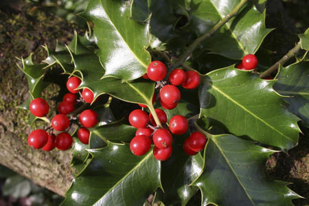 American Holly