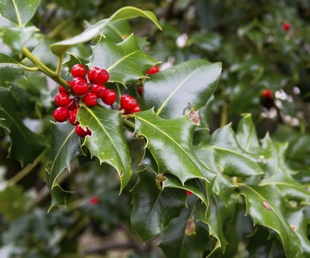 Chinese Holly