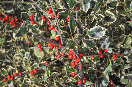 English Holly