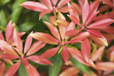 Japanese Andromeda Flowers