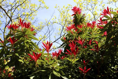 Red Leaves Flowers Of Andromeda