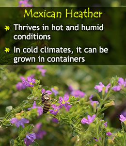 Mexican Heather growing tips