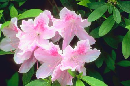 Azaleas