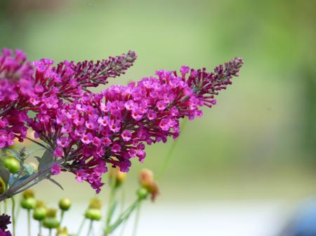 Butterfly Bush