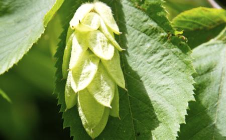 American Hornbeam