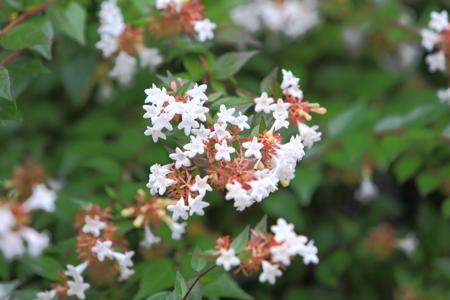 Abelia