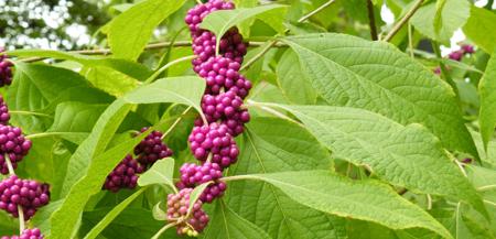 Callicarpa