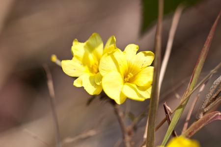 Forsythia (Forsythia)