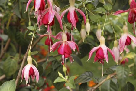 Fuchsia (Fuchsia)