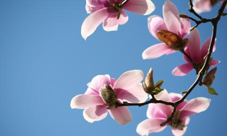 Magnolia (Magnolia)