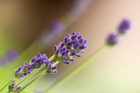 Lavandula (Lavender)