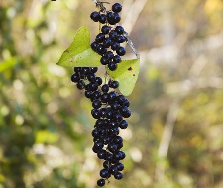 Smilax (Smilax)