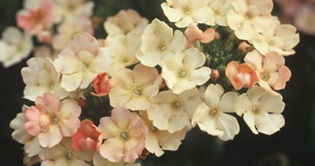 Verbena (Vervain)